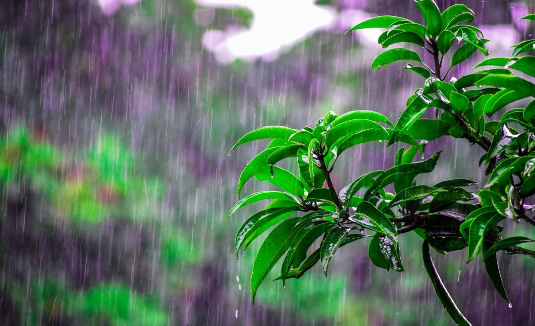 5 Monsoon Home Care Tips for Your Home and Living Spaces